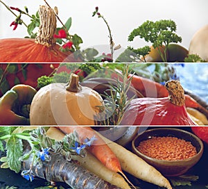 Pumpkins, carrots, seeds, butternut squash and herbs