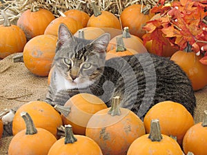 Pumpkins and a cat