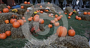 Pumpkins, chrysanthemums and hay bales on a green meadow