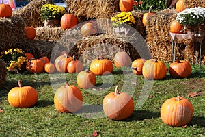 Pumpkins, chrysanthemums and hay bales on a green meadow