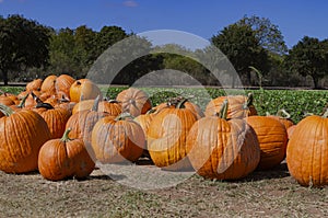 Pumpkins close up next to the field