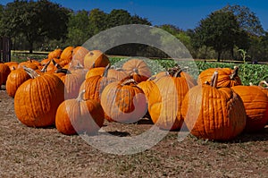 Pumpkins close up next to the field