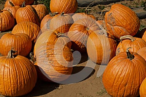 Pumpkins close up next to the field