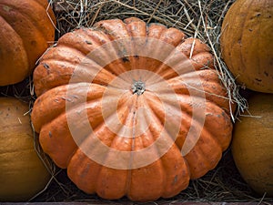 Pumpkins close-up. Orange pumpkin top view. Gourd fragment close up. Squash background. Large orange pumpkins lie in the straw