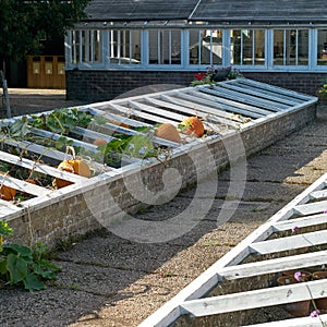 pumpkins in cold frame