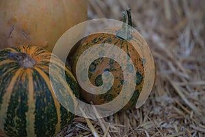 Pumpkins collection on hay. Autumn harvest. Fall decorations, autumn celebration, postcard and poster background.