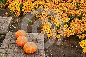 Pumpkins and colorful flowers in park. Halloween. Autumn natural floral background. Botanical Garden. Growing chrysanthemums. Copy
