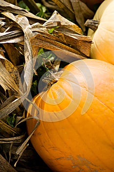 Pumpkins on Corn Stalks