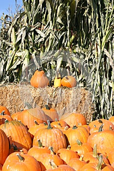 Pumpkins & corn stalks