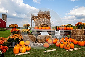 Pumpkins, corn stalks, mums and straw bales for sale in Wisconsin