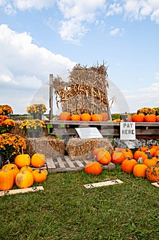 Pumpkins, corn stalks, mums and straw bales for sale in Wisconsin