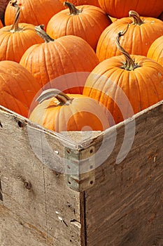 Pumpkins in a Crate