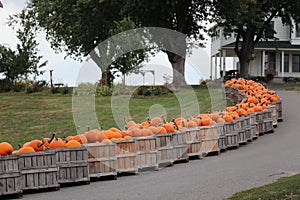 Pumpkins in a crate