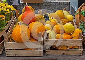 Pumpkins in crates on market