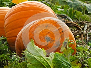 Pumpkins in a crop field in the FingerLakes