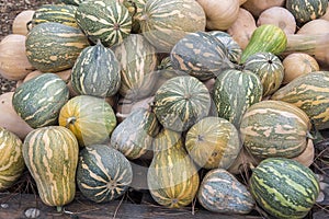 Pumpkins, Cucurbita argyrosperma, moschata, Butternut, maxima, c