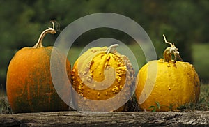 Pumpkins (Cucurbita mochata)