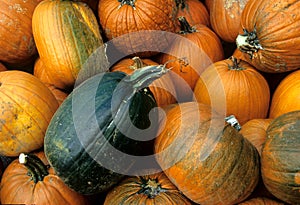 Pumpkins: Dare to Be Different