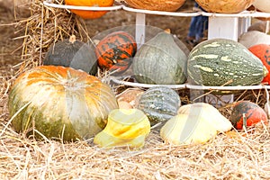 Pumpkins with different