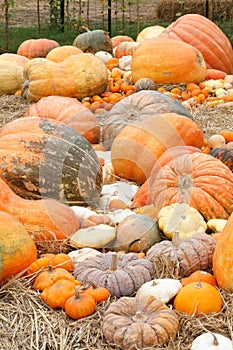 Pumpkins with different colours in the field