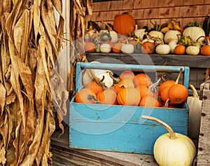 Pumpkins of different shapes and colors in wooden boxes. autumn seasonal work,