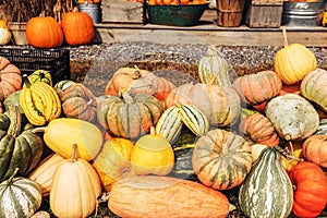 Pumpkins of different shapes and colors in wooden boxes. autumn seasonal work, harvesting