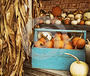 Pumpkins of different shapes and colors in wooden boxes. autumn seasonal work,