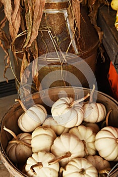 Pumpkins of different shapes and colors in wooden boxes. autumn seasonal work, harvesting