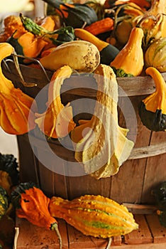 Pumpkins of different shapes and colors in wooden boxes. autumn seasonal work, harvesting