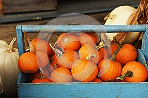 Pumpkins of different shapes and colors in wooden boxes. autumn seasonal work,