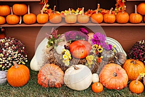 Pumpkins, gourds and flower still life