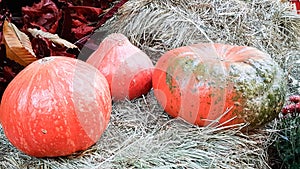 pumpkins of different sizes and colors lie on the straw for Thanksgiving in a rustic style. autumn vegetables. halloween