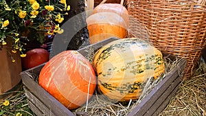 pumpkins of different sizes and colors lie on the straw for Thanksgiving in a rustic style. autumn vegetables. halloween