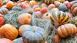 pumpkins of different sizes and colors lie on the straw for Thanksgiving in a rustic style. autumn vegetables. halloween