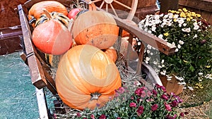 pumpkins of different sizes and colors lie on the straw for Thanksgiving in a rustic style. autumn vegetables. halloween