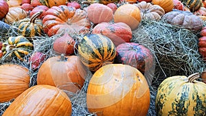 pumpkins of different sizes and colors lie on the straw for Thanksgiving in a rustic style. autumn vegetables. halloween