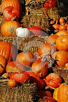 Pumpkins display