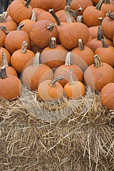 Pumpkins on display at the Farmstand