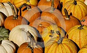 Pumpkins are on display for Orchard Customers