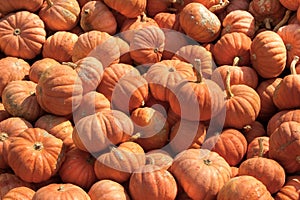 Pumpkins displayed on market shelves