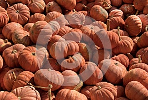 Pumpkins displayed on market shelves