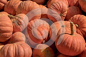 Pumpkins displayed on market shelves.