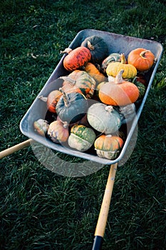pumpkins in a dray autumn harvest
