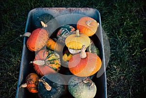 pumpkins in a dray autumn harvest