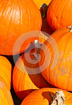 Pumpkins on a Fall day in Groton, Massachusetts, Middlesex County, United States. New England Fall.