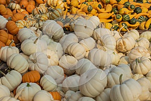 Pumpkins familly. Mix green, yellow, orange pumpkins