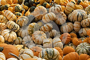 Pumpkins familly. Mix green, yellow, orange pumpkins