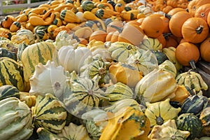 Pumpkins familly. Mix green, yellow, orange pumpkins