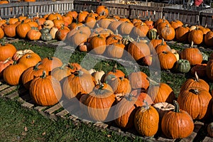 Pumpkins at Farm Stand Fall Season