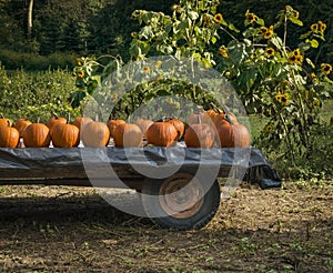 Pumpkins on a Farm Wagon